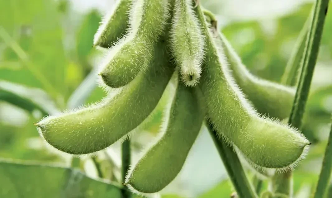 Structured Supply Chain